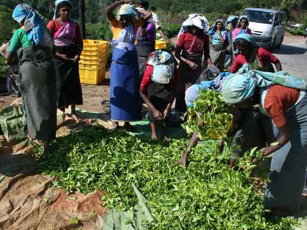Ceylon Tea