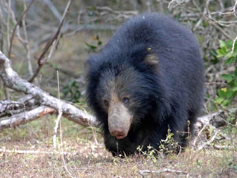 Wildlife at Wilpattu