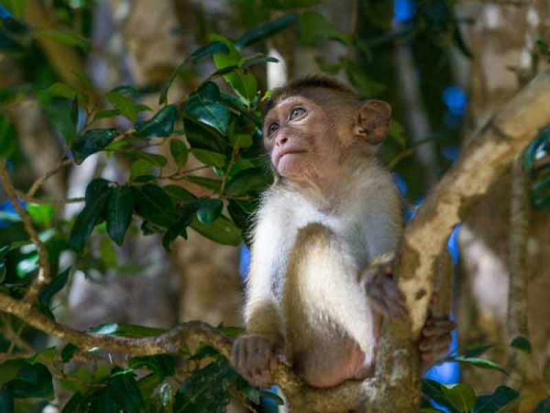 Wildlife at Wilpattu