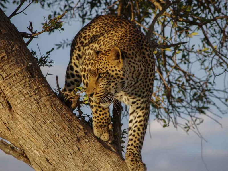 Wildlife at Wilpattu