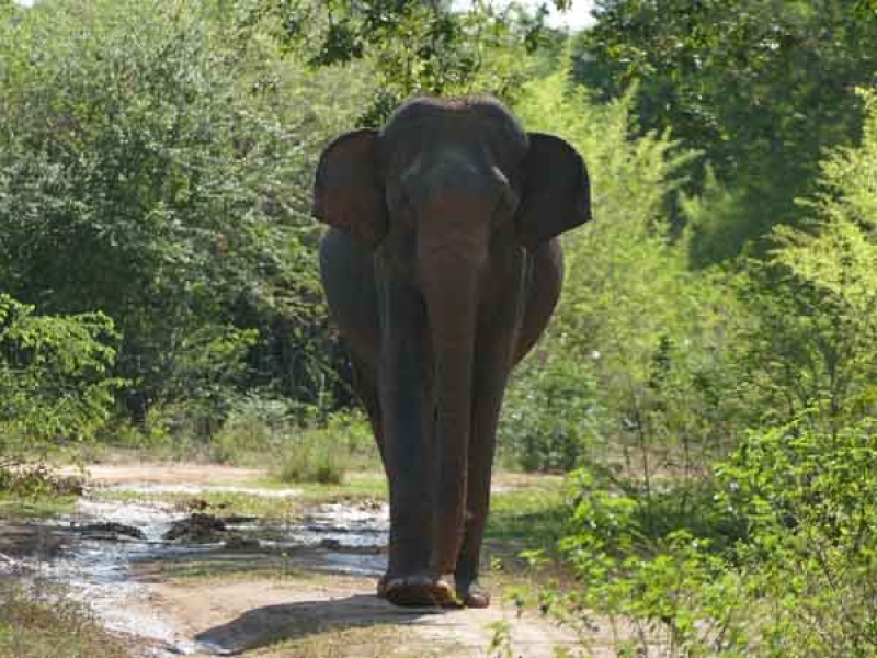 Wildlife at Wilpattu