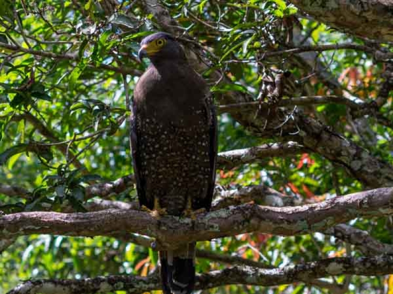 Wildlife at Wilpattu