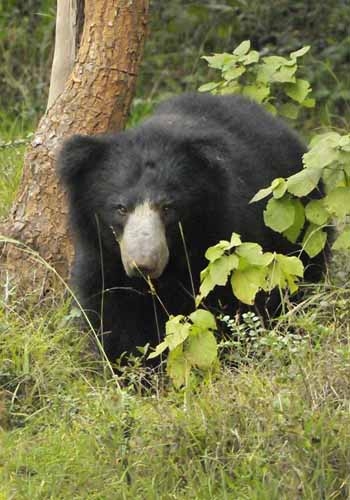 Wildlife at Wilpattu